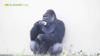 【東山動植物園公式】シャバーニの日常〜お食事風景ノーカット〜《 ニシゴリラ　ゴリラ 》