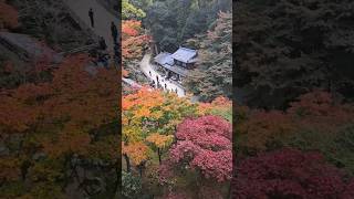 #shorts #himeji 書写山圓教寺 Shoshazan Enkyoji temple in Himeji. #japan #autumncolors