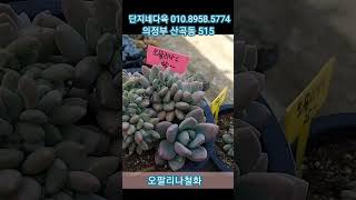 귀한 오팔리나철화~ 단지네다육 010.8958.5774 #succulent