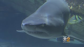 Multiple Sharks Sighted Off Long Island's South Shore Beaches