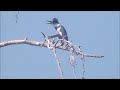 belted kingfisher and western bluebird size comparison re uploaded