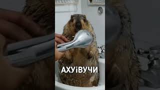 БОБЁР ИЗ ВЬЕТНАМА