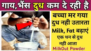 गाय, भैंस का दूध बढ़ाएं। Milk Out Powder Ke Uses And Fayde। Pashu Ka Dudh Badhane Ka Tarika/formula