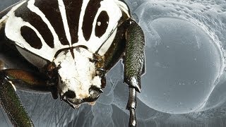 Ultimate Fighting Champion: The Goliath Beetle | Earth Unplugged