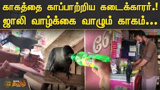 காகத்தை காப்பாற்றிய கடைக்காரர்..! ஜாலி வாழ்க்கை வாழும் காகம்..! | Crow | Bird