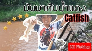 ปลากดน้ำแดง แห่งลุ่มน้ำวัง (เหยื่อลุงโอ๋) #ตกปลา #fishing #ลุงโอ๋