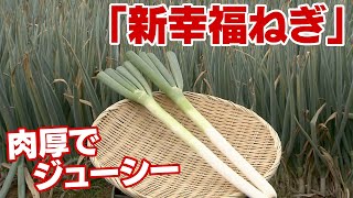 「生でも、焼いても、揚げてもおいしい」シェフがほれ込んだ「新幸福ねぎ」　“ブランド化10年”　肉厚でジューシーと評判　スーパーも独占契約