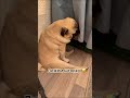 Почему он это делает 😂 мопс собаки dogs песики doglover pug