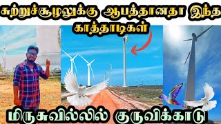 சுற்றுச்சூழலுக்கு ஆபத்தானதா இந்த காத்தாடி? #jaffna #video #srilanka #yalpasanga #vlog #windmill