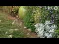 Sue Ford|Patrick Kirwin garden design|Central Texas Gardener