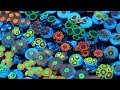 Zoanthid Identification - 35 Different Types - CloseUp 4k (Ultra HD)