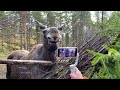 southern norway road trip moose ranch u0026 halden 4k