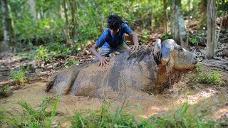 African wild buffalo bathing in mud  🐃🐃| മണ്ണിൽ കുളിച്ച കാട്ടുപോത്ത് | Cape buffalo