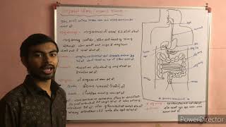 મનુષ્ય નુ  પાચંન તંત્ર ( human digestive system )