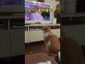 真剣な眼差しで、大好きな動物番組を見る猫＃shorts