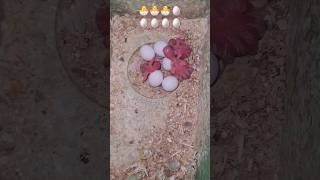 Egg Hatching-Budgie Growth Stages