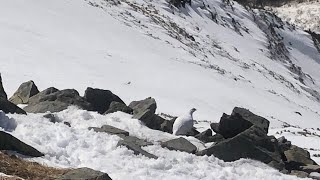 残雪期の北アルプス　西穂高岳