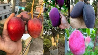 বিশ্বের ৭৫ প্রজাতির সুন্দর আম || There are 75 species of beautiful mangoes in the world ||