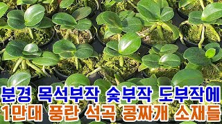 분경 목석부작 숯부작 도부작에 1만대 풍란 석곡 콩짜개 소재들 [꽃밭에서 난원]춘란 초특가 착한가격 난초 orchid 반려식물 개천절연휴 난테크