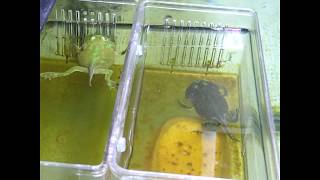 Transformation of tadpoles in 24h(Time Laps)