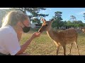 nara japan nara deer park ryokan and mt. wakakusa