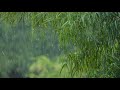 1h Rain Sound Tropical Forest