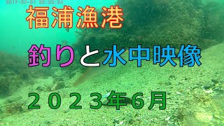 福浦漁港　釣りと水中映像