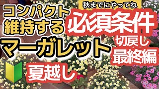 【マーガレット夏越し剪定】【最終編】コンパクト必須条件！ボンザマーガレット