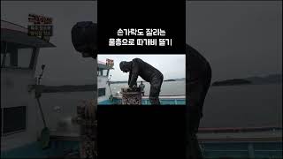 바글바글 따개비 싹 뜯어내기 #shorts #골라듄다큐