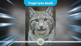 Tragic Death of Captured Lynx Highlights Risks of Illegal Releases in the Scottish Highlands