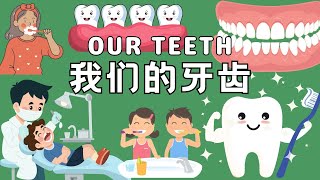 【我们的牙齿Our teeth】牙齿是什么？牙齿的健康和保护 | 科学认知 | All about teeth | Learn Chinese