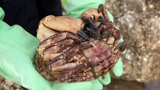 Big crabs popped up in the reef area, and Niu Niu rushed to the sea just by chance!