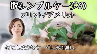 【へび引越🐍】コーンスネークの新環境で気づいたメリット/デメリット(ペットシーツ+水入れ からヤシガラ+シェルター2個+観葉植物などを入れた脱シンプルケージに変更してみて。）[コーンスネーク飼育日誌]