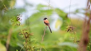 นกอีเสือหัวดำ Long-tailed Shrike