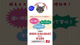 #09【見守り犬「かい」くん】注意だワン！消費者トラブル「脱毛エステのトラブル増加中」 #shorts