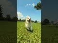 corgi vs. a phone gimbal 6 🐶 capture special moments with osmo mobile 6 🎬 @alanyu9520