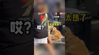 【动物幽默配音影片57】鸽子：歌会走调，但鸽不会走掉