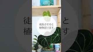 【都長すると取り返しがつかない】冬の失敗例お見せします#plants #植物