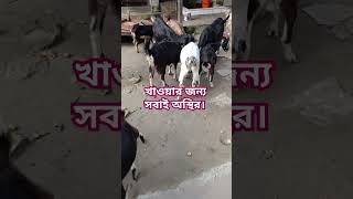 #tushumao #cat #dog #goat #cute #foryou সবাই ছুটাছুটি করছে  খাওয়ার জন্য।