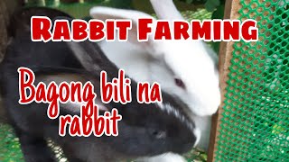 Rabbit farming  bagong bili na rabbit