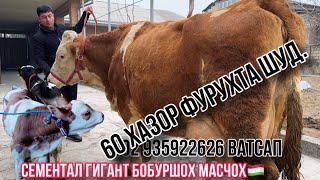 +992 935922626 Сементали оригинал аз Масчох Бобуршох 25 февраля 2025 г.