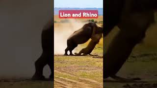 Lion vs Rhino||शैर ओर गैंडा #shortvideo #wildlife #lion #animals #shortfeed #rhino