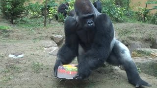 (2019/7/14)父ちゃん！僕も氷が食べたい⭐️ゴリラ(134)【京都市動物園】Gorilla / Dad ,I also want to eat ice.