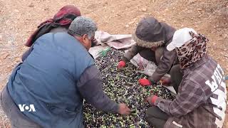 Efrînîyên Derbider Hezkirina Zeytûnên Xwe Anîye Kobanê