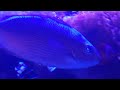 streaked spinefoot rabbitfish s fourth of july under the blue disco led lights