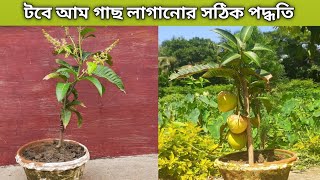 টবের মধ্যে কীভাবে আম গাছ লাগাবেন ও কী জাতের আম গাছ লাগাবেন / How to grow mango tree in a pot.