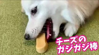 【犬おやつ】イエティドッグチュウチーズをもらった日本スピッツちぃ。の反応は？ / [Dog Treats] Yeti Dog Chew Cheese All Natural