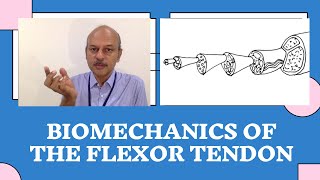 Biomechanics of the flexor tendons - For surgeons