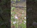 my first apple blossoms northernmichigan homestead