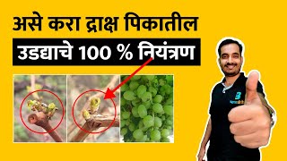 द्राक्ष पिकातील उडद्या नियंत्रण | Flea Beetle Control In Grape | BharatAgri | भारतअ‍ॅग्री